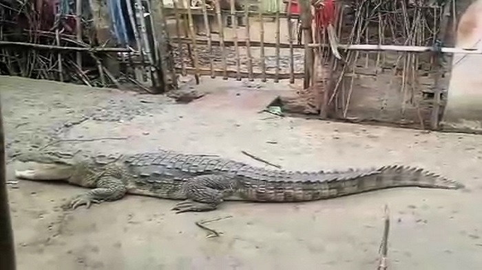 जबलपुर के गांवों में मगरमच्छों की धूप सेंकने की घटना से मची दहशतवन विभाग की टीम की ढिलाई पर सवाल