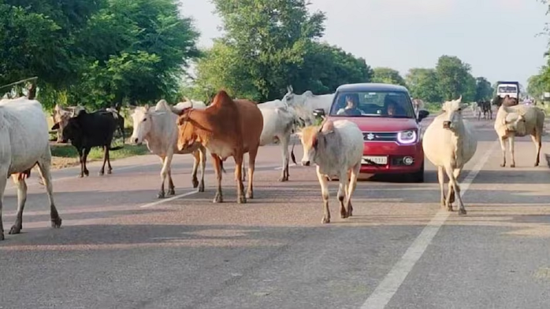 रतलाम में आवारा मवेशी पकड़ने वाली टीम पर बढ़ रहे हमलेसुरक्षा की मांग