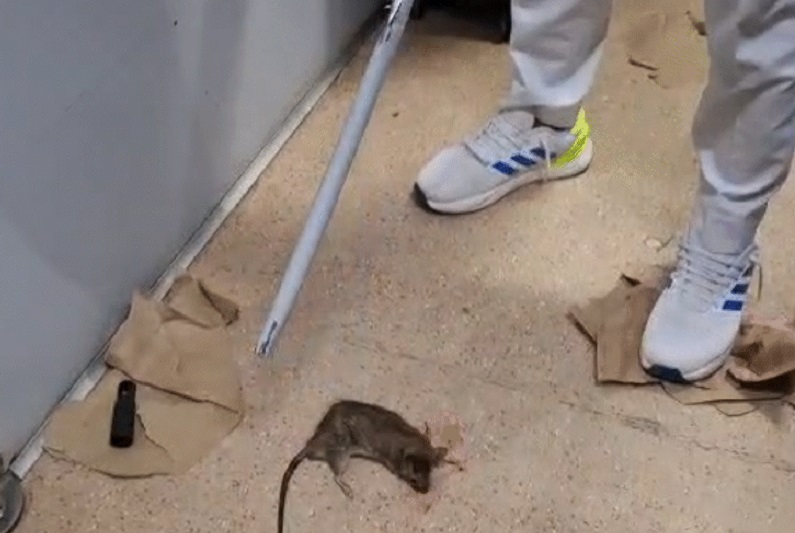 फर्स्ट एसी बोगी में दिखा चूहा, पूर्व विधायक ने मारकर वीडियो किया शेयर, मोदी सरकार पर साधा निशाना