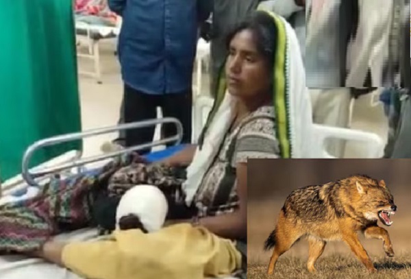 पन्ना की शेरनी! 3 माह की मासूम के लिए सियार से भिड़ी मां, डंडे से पीटकर खदेड़ा