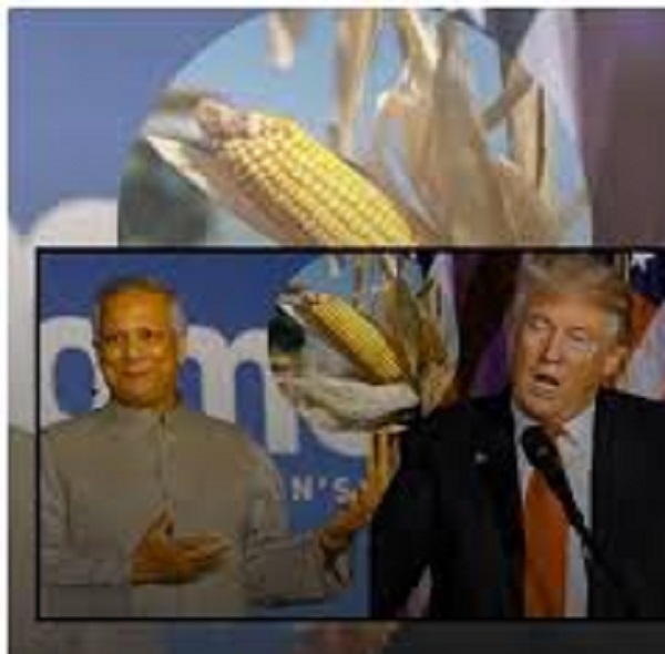 'सूअर के मल से उगा मक्का खा रहे बांग्लादेशी'