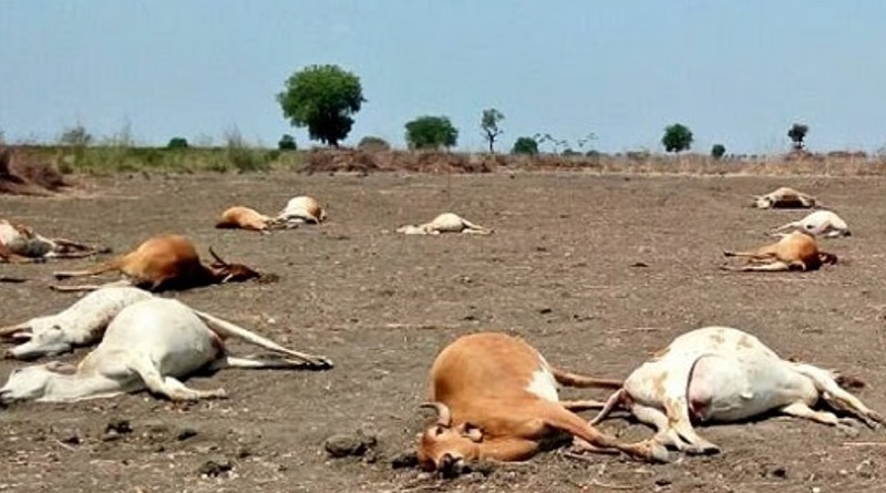 अनूपपुर में मवेशियों की रहस्यमयी मौत से हड़कंप: दो दिनों में 12 पशु मरे, फूड प्वाइजनिंग की आशंका