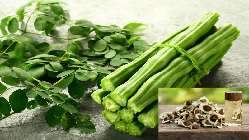 Moringa Oil Benefits : प्रदूषण और तेज धूप से खराब होती स्किन के लिए आयुर्वेदिक सुरक्षा कवच