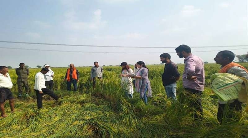 ग्वालियर में सात गांवों में ओलावृष्टि से 250 हैक्टेयर फसल बर्बाद, सर्वे टीम ने पहुंचकर किया नुकसान का आकलन