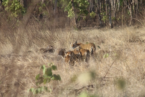 विंध्य की गोद में बसा खिवनी अभयारण्य बन रहा इको-टूरिज्म का आकर्षण केन्द्र