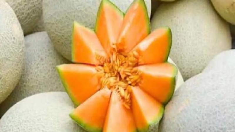 गर्मियों का सुपरफ्रूट खरबूजा: शरीर को ठंडक और त्वचा को निखार देने वाला फल