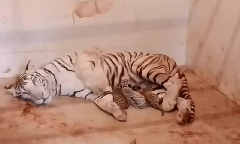 MP: ग्वालियर के गांधी उद्यान में सफेद बाघिन मीरा ने दिए 3 शावकों को जन्म