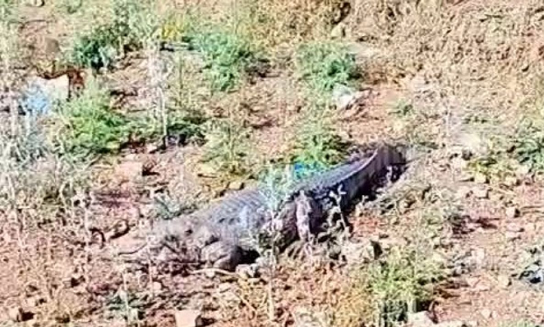 सड़क किनारे दिखा 7 फीट का मगरमच्छ, वन विभाग ने किया सुरक्षित रेस्क्यू