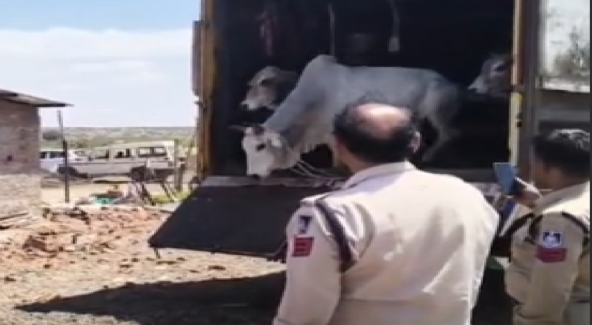 ग्वालियर से लाया गया गौवंश, छत्तीसगढ़ भेजने की तैयारी नाकाम, शिवपुरी पुलिस ने किया बड़ा खुलासा
