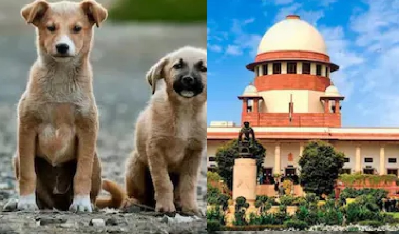 सार्वजनिक सुरक्षा पर सख्ती: स्कूल, अस्पताल और स्टेशनों से हटेंगे आवारा कुत्ते, सुप्रीम कोर्ट का बड़ा फैसला