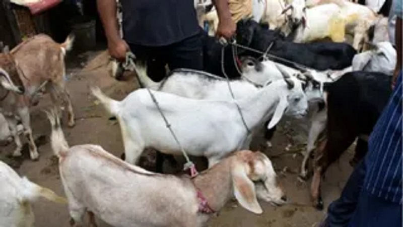 बकरीद को लेकर सख्त हुए नियम, फ्लैट के अंदर कुर्बानी पर पूरी तरह रोक, नगर निगम और RWA ने तय किए कड़े दिशा-निर्देश