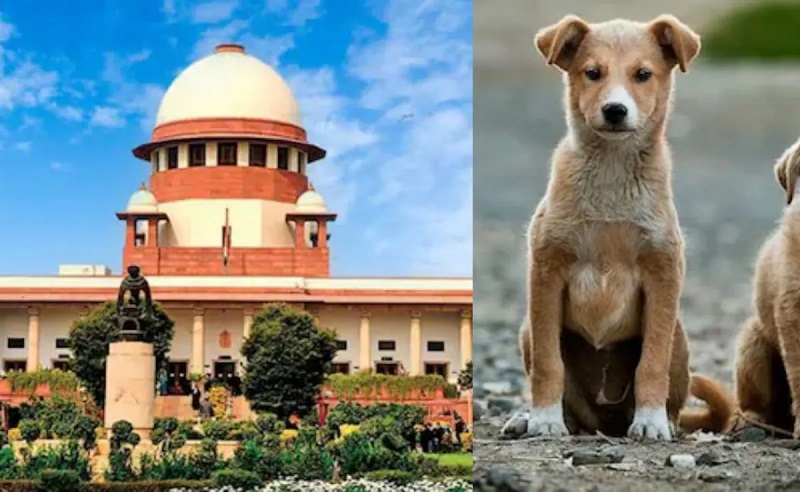 डर के बिना जीने का अधिकार सर्वोपरि: सुप्रीम कोर्ट का आवारा कुत्तों पर सख़्त फैसला, राज्यों को सख़्त चेतावनी