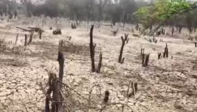 हरियाली बनी बंजर जमीन, सोनीपत में फैक्ट्री के केमिकल ने उजाड़ा जंगल, प्रदूषण विभाग ने की बड़ी कार्रवाई