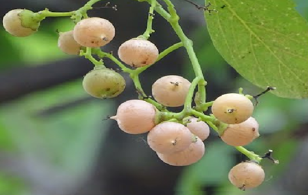 गर्मियों में मिलने वाला औषधीय फल, शरीर के लिए बेहद फायदेमंद