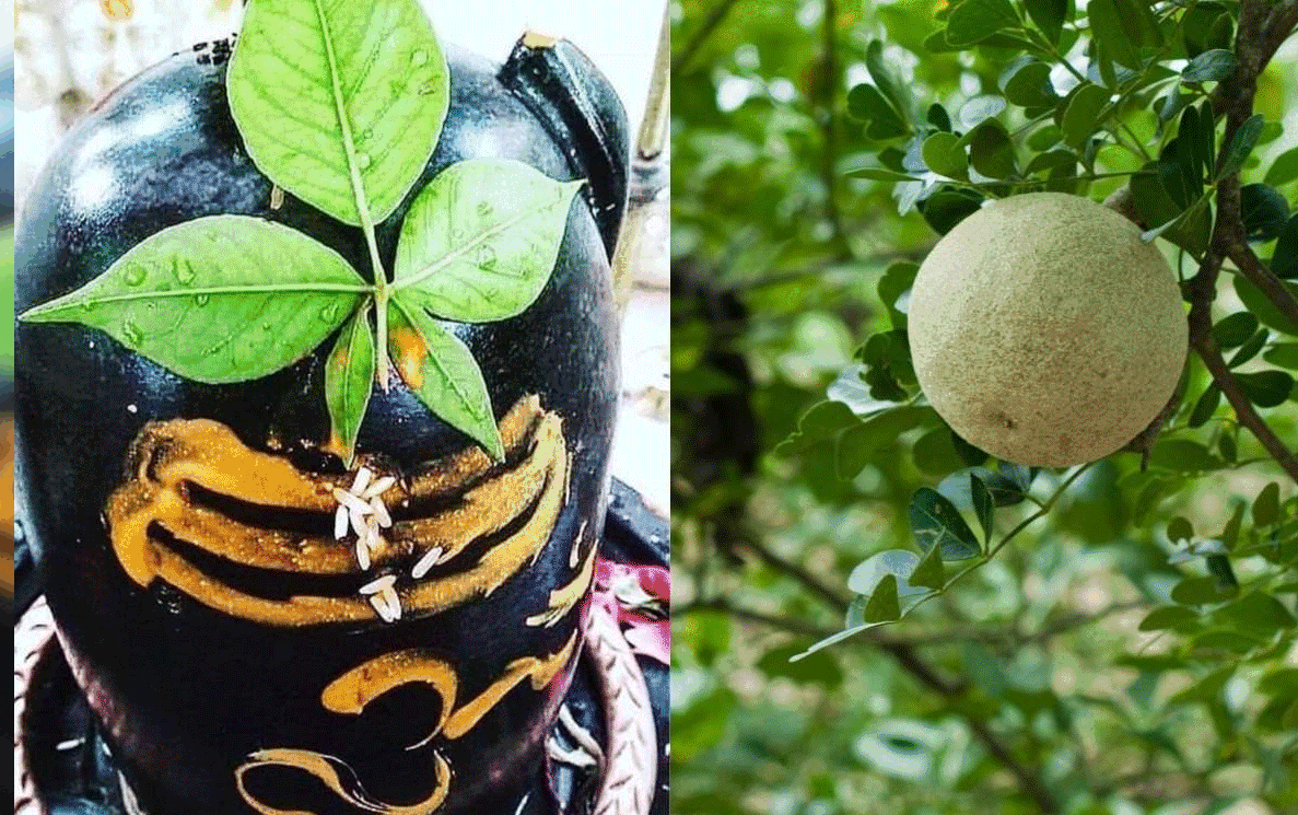शिव भक्ति का महत्व: सोमवार को बेलपत्र चढ़ाने से दूर होते हैं सभी कष्ट, जानें धार्मिक फल