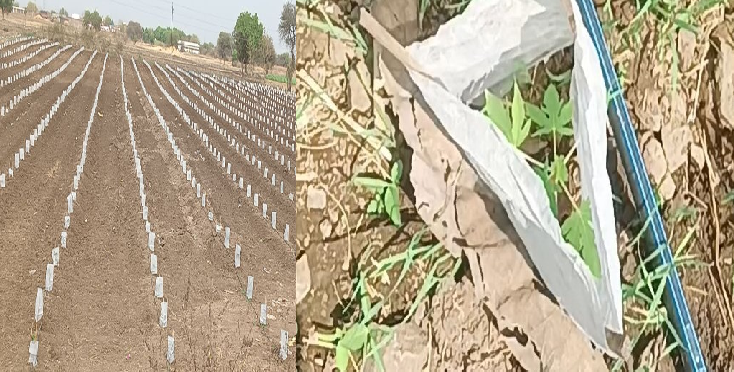 गर्मी से फसलों पर संकट: किसानों ने पपीता बचाने के लिए लगाए क्रॉप कवर