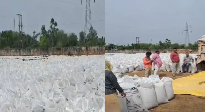 सतना–मैहर में 12 लाख क्विंटल गेहूं खुले में, बारिश से खतरे की आशंका बढ़ी