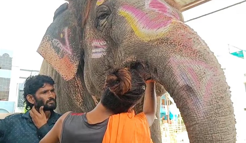 MP: उज्जैन में महाकाल की सवारी से पहले हाई वॉल्टेज ड्रामा, हाथी' के ब्लड सैंपल देने से महावत का इनकार