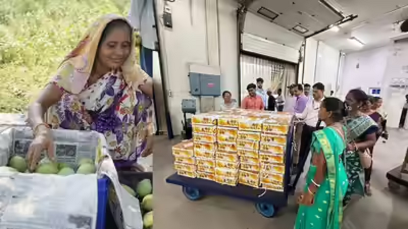 महिला किसानों की मेहनत को मिला अंतरराष्ट्रीय बाजार, झारखंड से आमों का पहला निर्यात ब्रिटेन रवाना