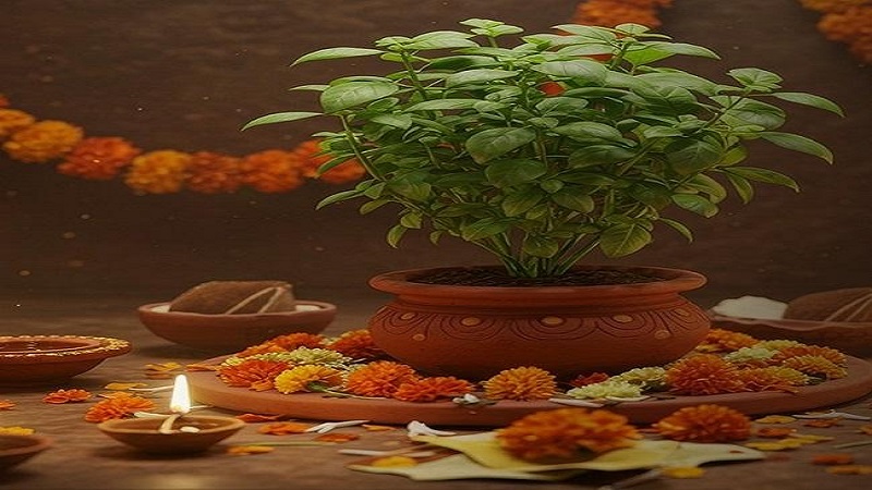 निर्जला एकादशी पर तुलसी जी को अर्पित करें ये वस्तुएं, घर में आएगी सुख-समृद्धि और धन की बरसात