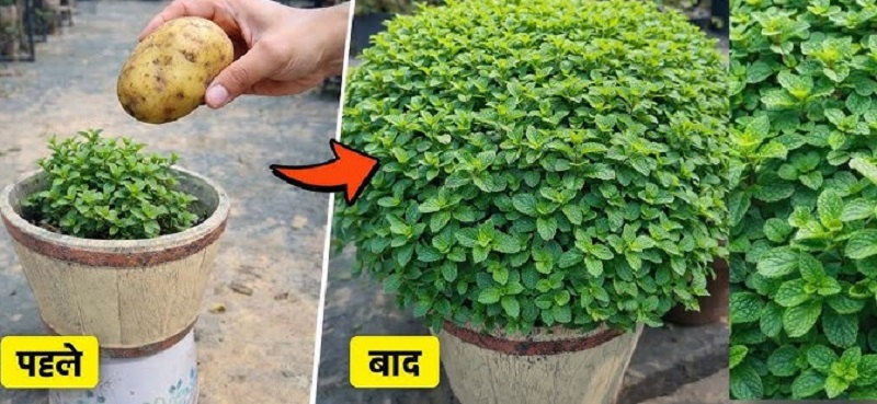 आलू डालने से बढ़ेगा पुदीना या सिर्फ सोशल मीडिया का दावा? जानिए वायरल ट्रिक कितनी कारगर और पौधे को हरा-भरा रखने के सही उपाय
