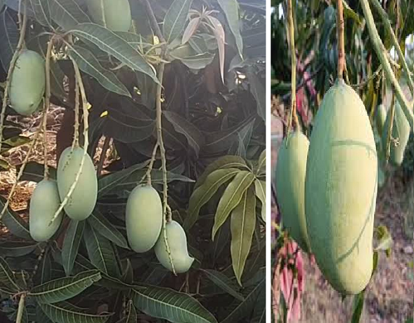 इजरायली तकनीक से नरसिंहपुर में चमत्कार: बंजर जमीन पर खड़ा किया 70 एकड़ का 'मैंगो किंगडम', अब लंदन-दुबई में धूम