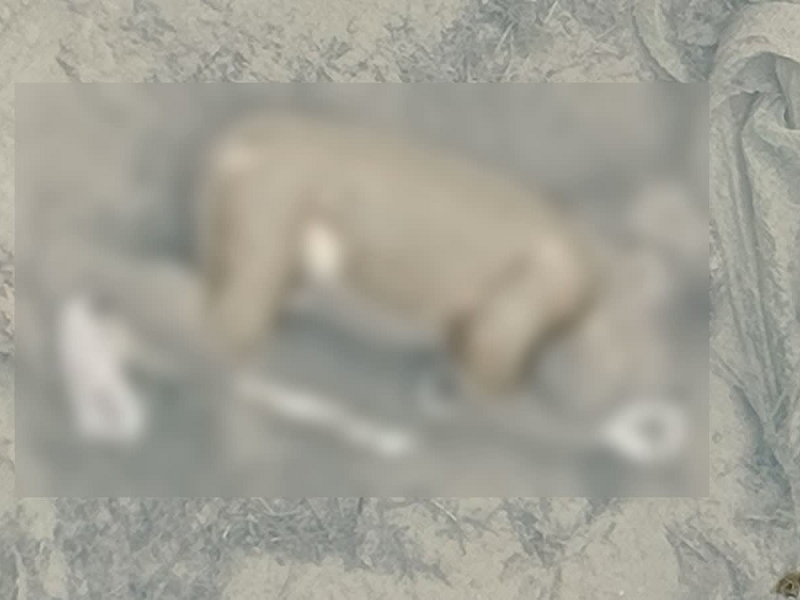सूरत नवजात केस: तीसरी बार प्रेग्नेंट होने पर महिला ने नवजात को फेंका, CCTV से पहुंची पुलिस तक सच्चाई