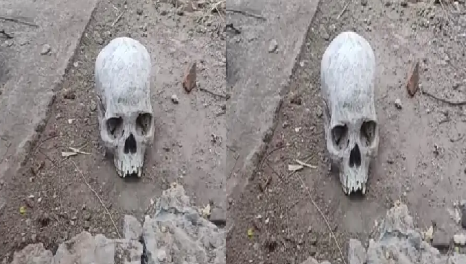 जबलपुर में रहस्यमयी मामला, सड़क किनारे मिली मानव खोपड़ी; इलाके में दहशत का माहौल