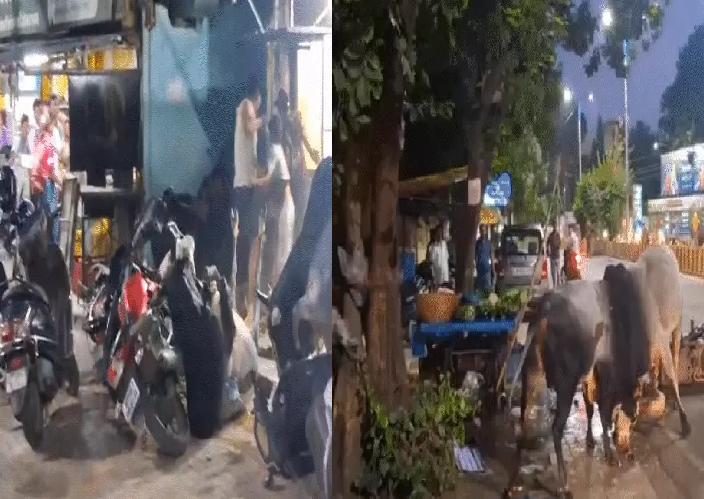जबलपुर के इंद्रा मार्केट में 2 सांडों की भिड़ंत से मचा हड़कंप, आधे घंटे ठप रहा ट्रैफिक