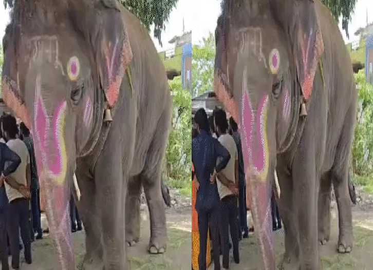 महाकाल की सवारी के हाथी श्यामू पर विवाद गहराया, ब्लड टेस्ट रोका गया: मालिक ने जांच टीम का किया विरोध, डॉक्टरों ने जताई गंभीर चिंता