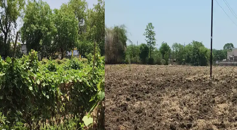 शिवपुरी में मानसून की देरी से बढ़ी किसानों की चिंता: 10 दिन पिछड़ी टमाटर रोपाई, खराब हो सकती है तैयार पौध
