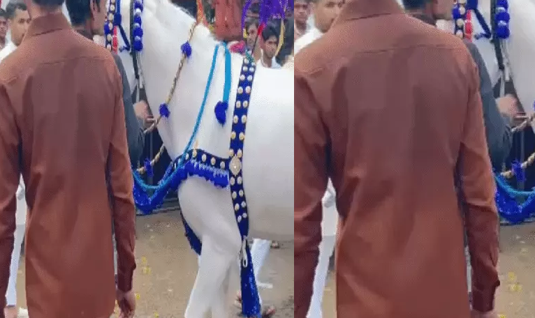शादी की शान बनी घोड़ी पर क्रूरता का वार डंडे से पिटाई का VIDEO वायरल पुलिस से कार्रवाई की मांग