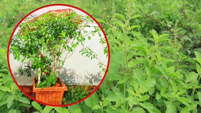 मानसून में तुलसी की सही देखभाल से बनी रहेगी हरियाली, इन आसान उपायों से पौधा रहेगा स्वस्थ और मजबूत