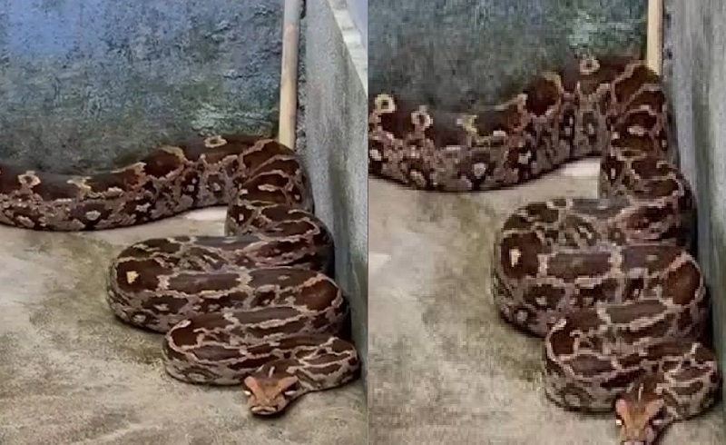 तेलंगाना में घर के आंगन में पहुंचा 12 फीट लंबा अजगर, सुबह-सुबह विशालकाय जीव को देख फैली भारी दहशत।