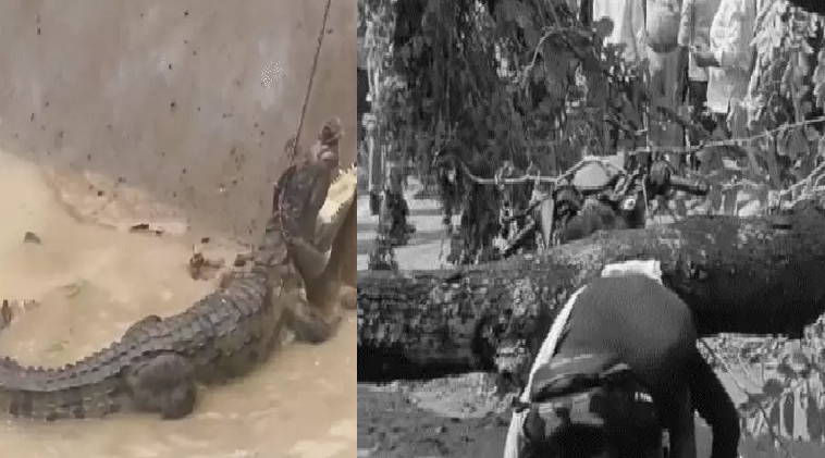 उत्तर प्रदेश में मानसून का प्रकोप, उफान पर नदियां, पेड़ गिरने से युवक की मौत
