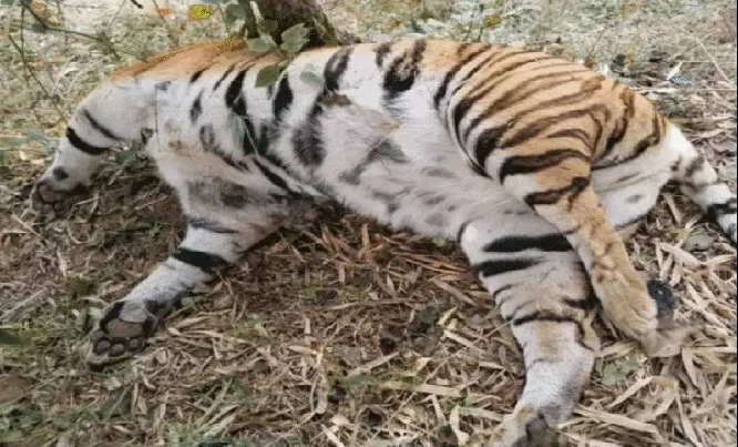 मध्यप्रदेश में बाघों पर मंडरा रहा खतरा सबसे ज्यादा टाइगर होने के बावजूद बढ़ रही मौतें संरक्षण व्यवस्था पर उठे सवाल