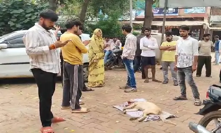 शिवपुरी में लेब्राडोर की संदिग्ध मौत, शव लेकर थाने पहुंची महिला ने FIR की मांग की