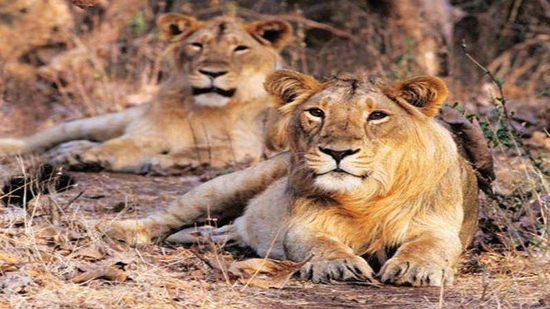 गुजरात में इंसानों पर हमला करने वाले शेरों के लिए बनेगा विशेष प्रतिबंधित बाड़ा, प्राकृतिक माहौल में होगी निगरानी और सुरक्षा