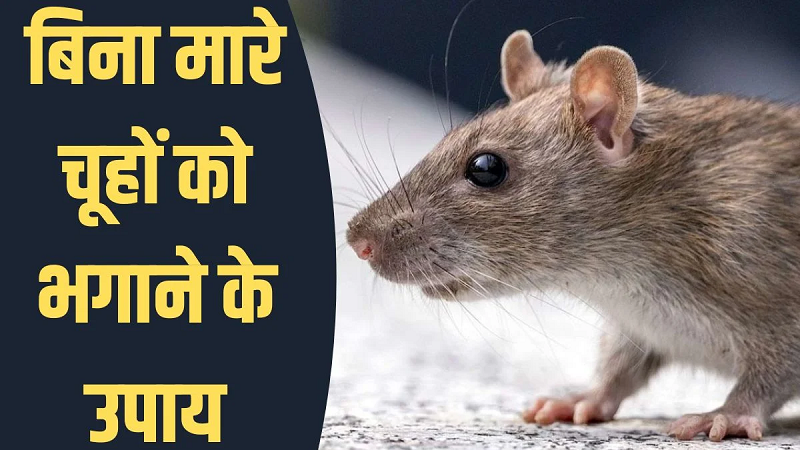 चूहों को बिना मारे घर से भगाने के आसान उपाय, खाने की चीजें सुरक्षित रखने और प्रवेश के रास्ते बंद करने से घटेगा खतरा