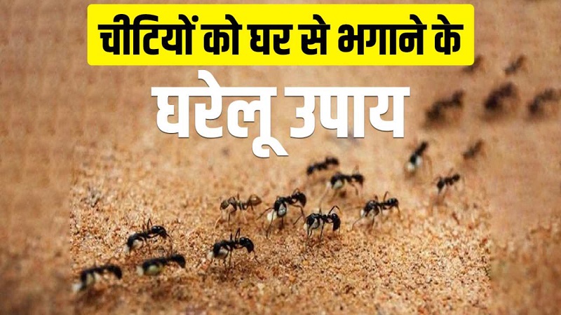 चींटियों की गंध पहचानने की क्षमता पर असर डालते हैं ये घरेलू उपाय, जानिए रसोई में कैसे करें इस्तेमाल