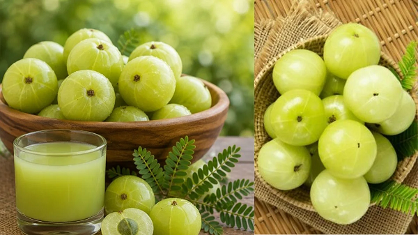 आंवला है पोषक तत्वों का खजाना, डाइट में सही तरीके से शामिल करने पर इम्युनिटी और पाचन समेत मिल सकते हैं कई फायदे