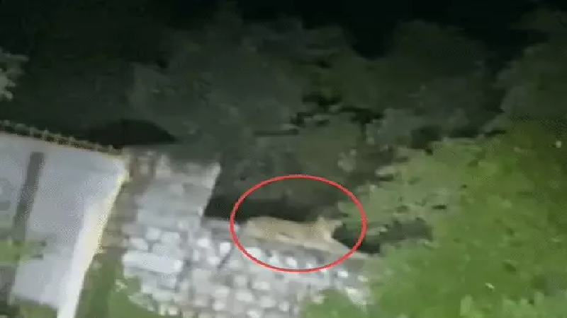 शहर के करीब तेंदुए की मूवमेंट से मचा हड़कंप, सिंधिया छत्री पर बैठा दिखा Leopard; वन विभाग सतर्क