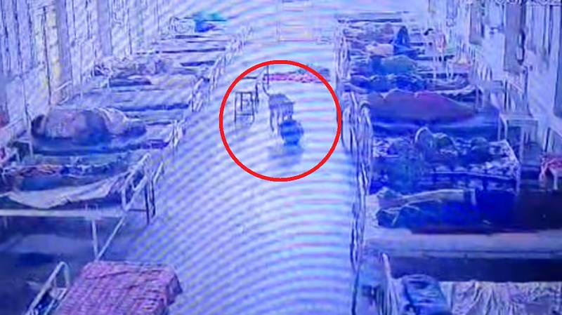 आधी रात गायब हुआ 4 लाख का बैग, CCTV देखा तो पुलिस भी रह गई हैरान; कुत्ता निकला 'चोर'